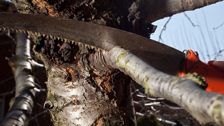 pruning fruit tree with saw