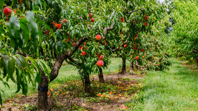 Peach orchard