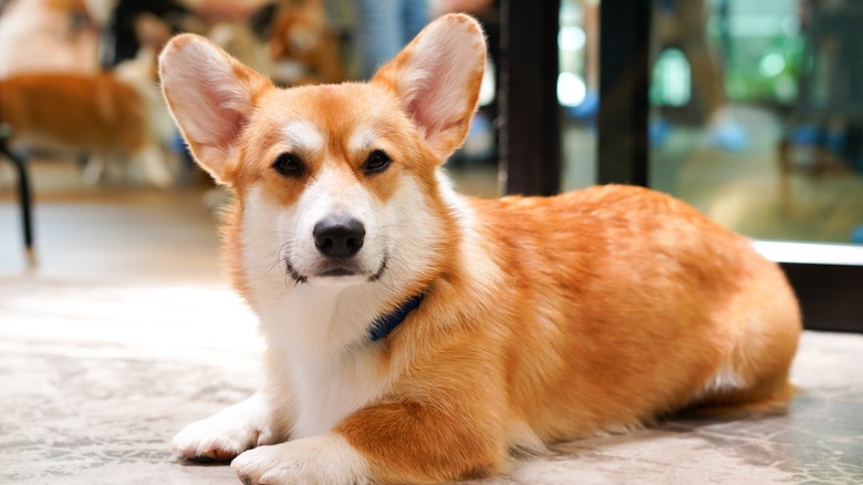 corgi lying down on floor