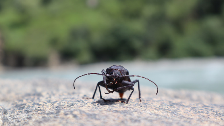 Palo verde beetle on ground