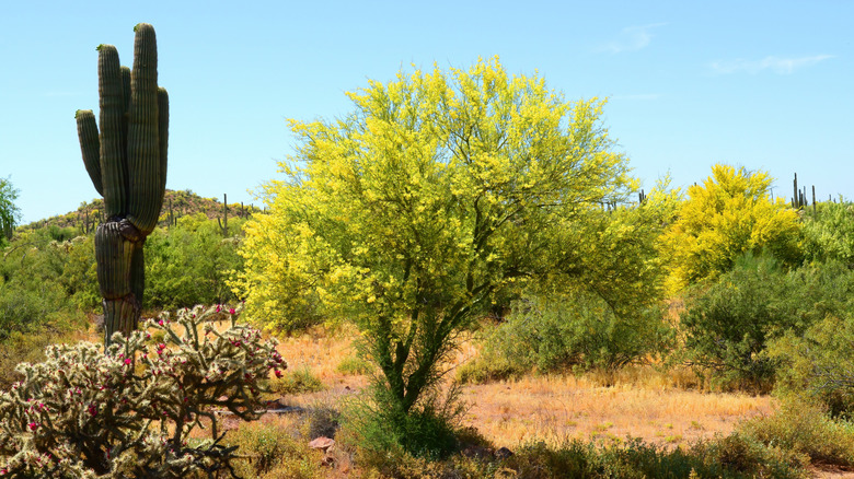 Palo verde tree in desert