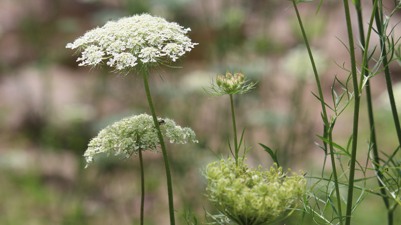 queen anne's lace biennial weed