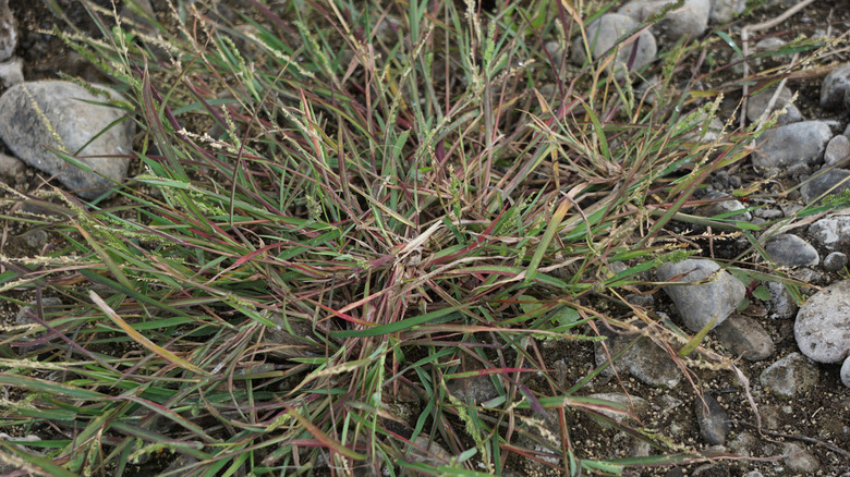 Crabgrass in rocky soil