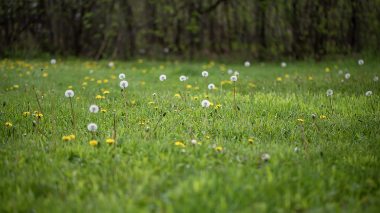 Weeds in a grassy yard