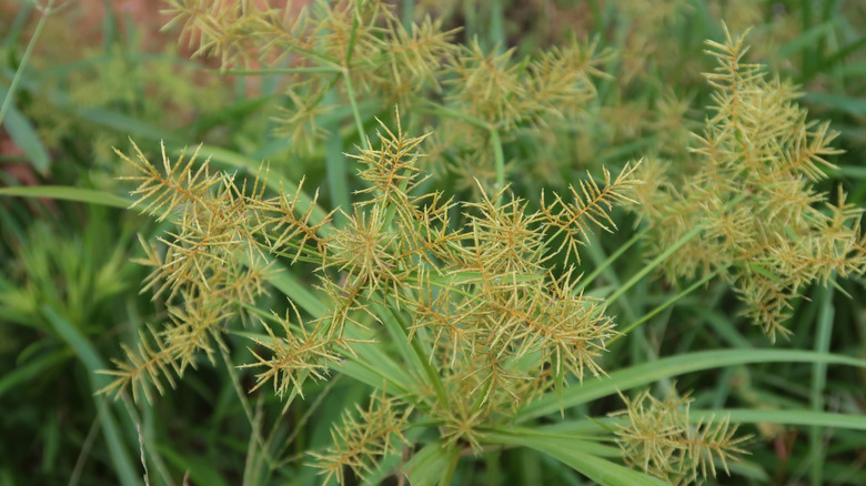 yellow nutsedge perennial weed