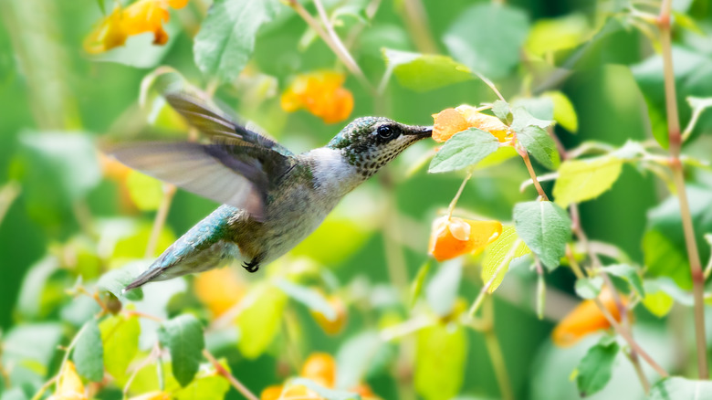 A hummingbird on jewelweed