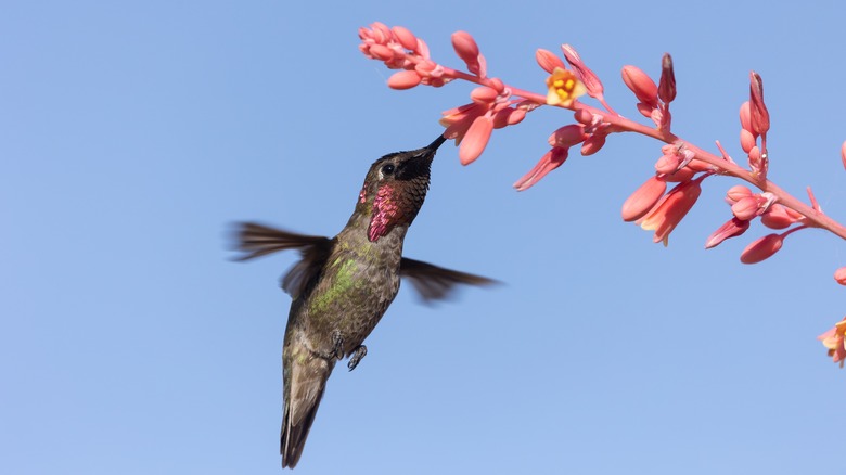 hummingbird eating from a false yucca flower
