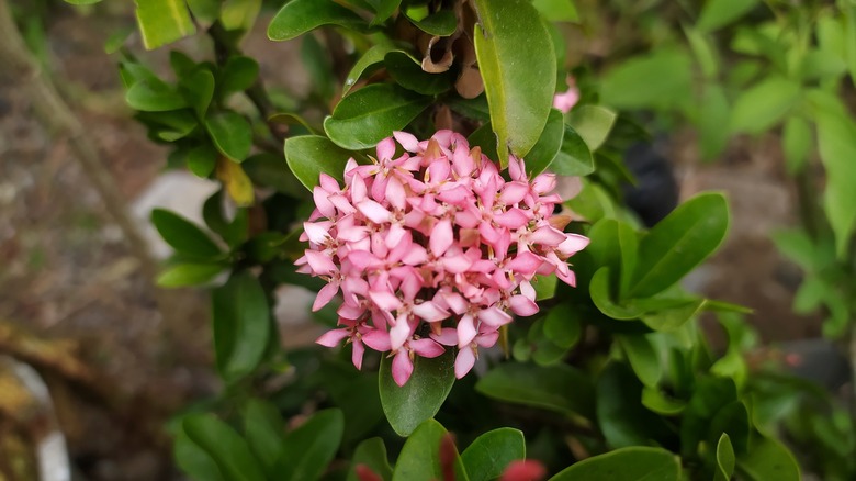 Pink Ixora