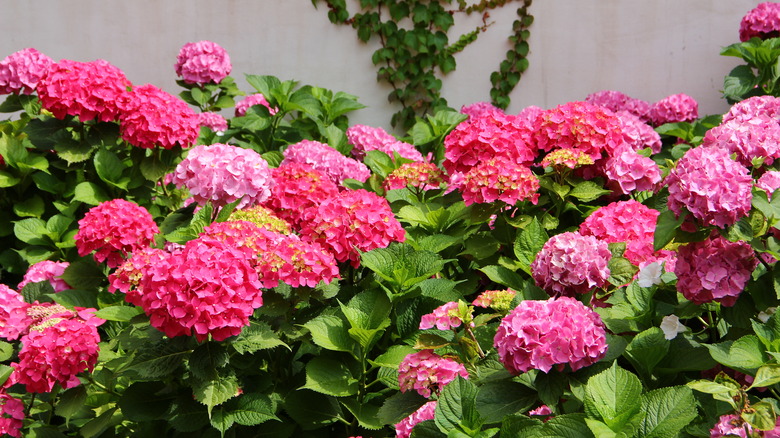 Pink hydrangeas 