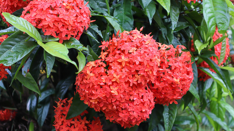 Red Ixora 