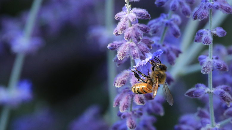 bee on russian sage