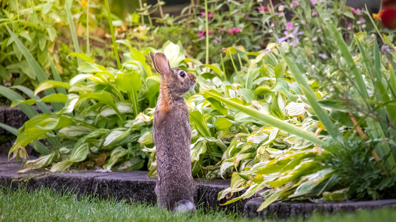 rabbit in garden