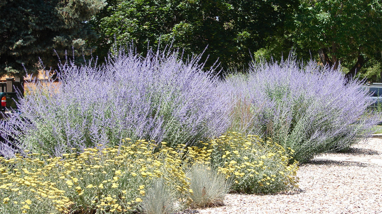 Russian sage with yarrow