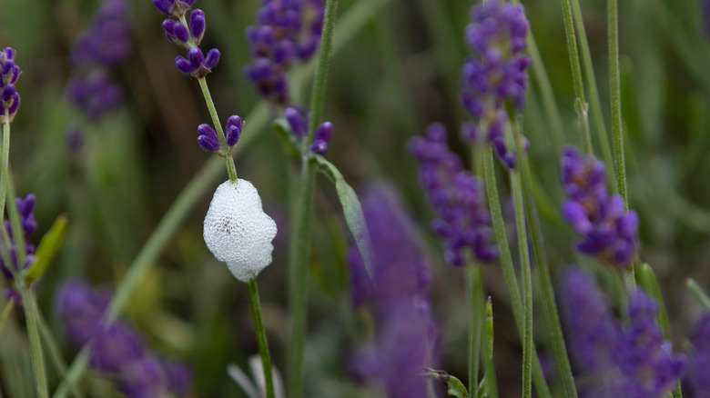 spittlebug foam on lavender