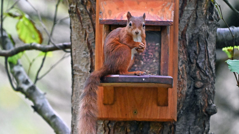 Squirrel eating from feeder