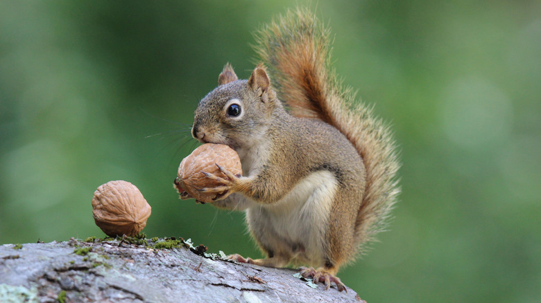 Squirrel holding nut