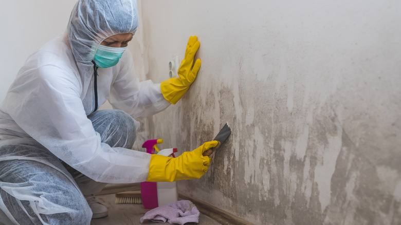 Woman removing mold from wall