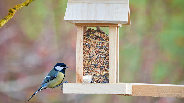 bird on wooden bird feeder