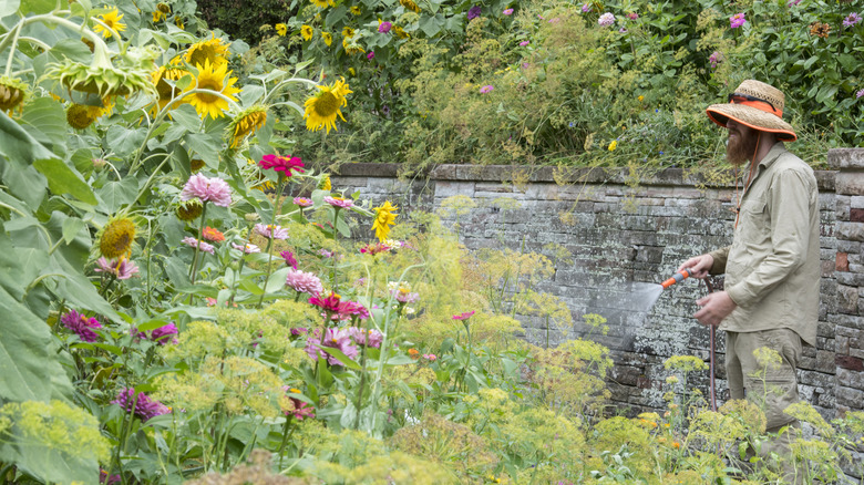 gardener tending to sunflower garden