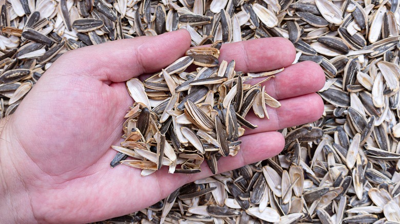 sunflower seed hulls close up