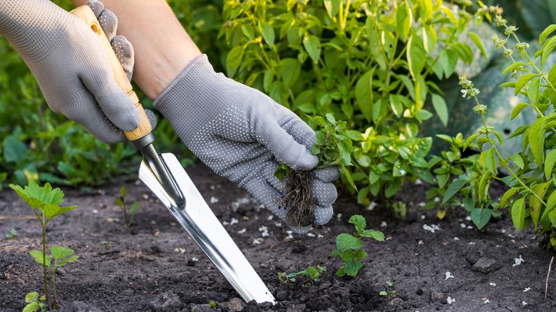 Removing weed root by digging 