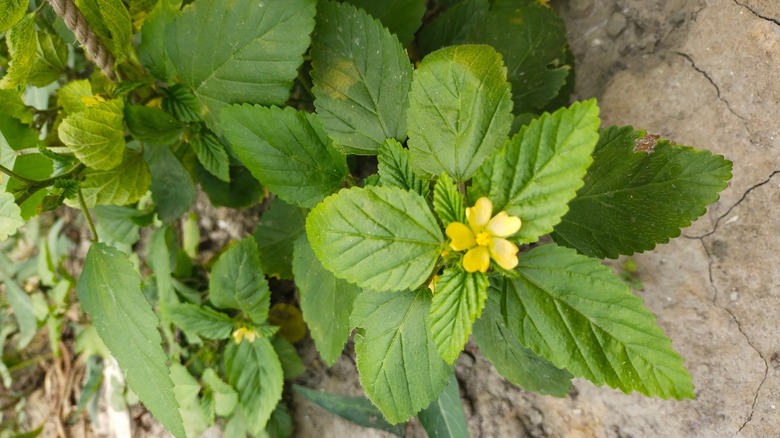 Flowering rough cinquefoil 