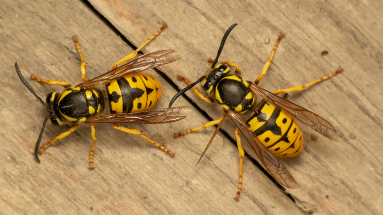 Two yellowjackets on wood