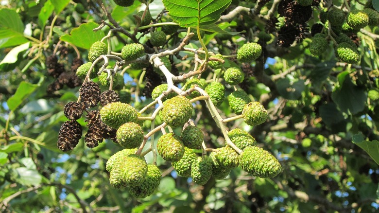 alder tree in the sun