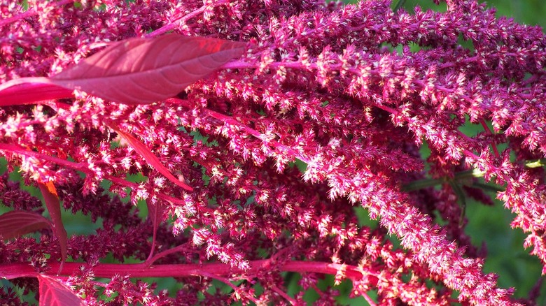 amaranth plant in the sunshine