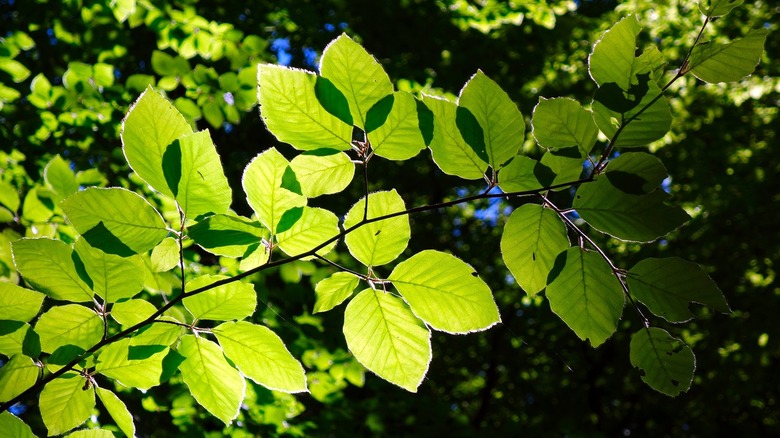 beech tree leaves