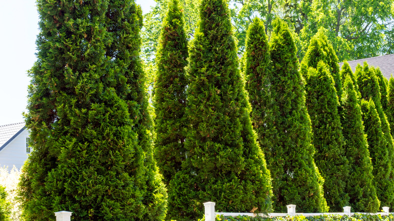 arborvitae trees in a yard