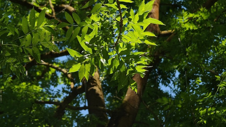 ash tree in the sunlight