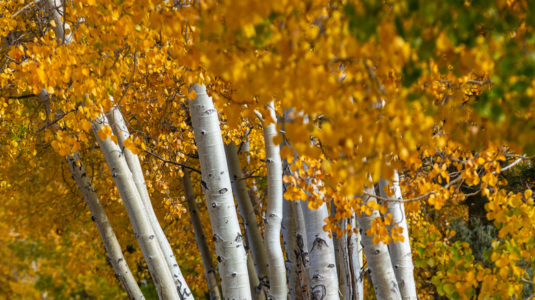 aspen trees growing together