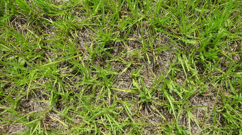 lawn patch of bahiagrass