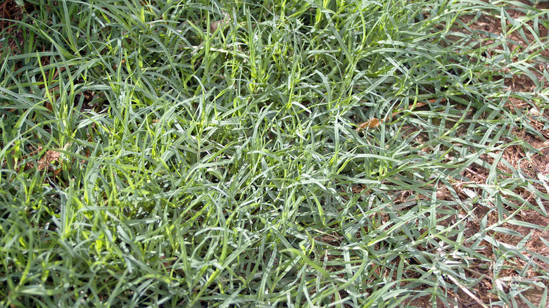 bermuda grass on a lawn