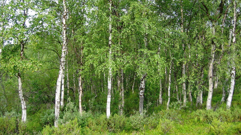 birch trees standing together