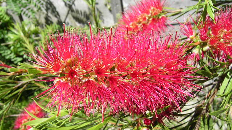 red bottlebrush plant flowers