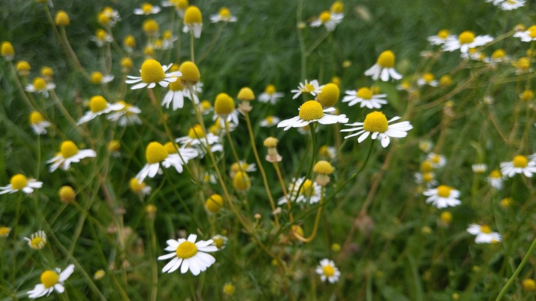 chamomile plants with little flowers