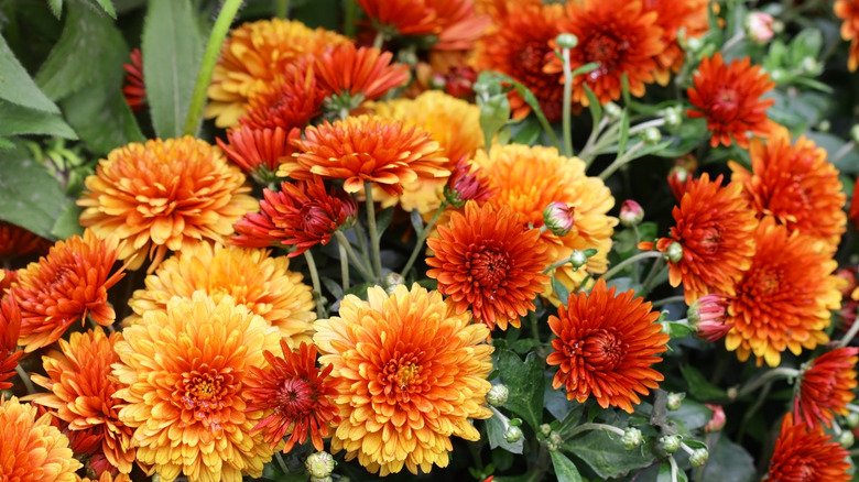 orange chrysanthemum flowers