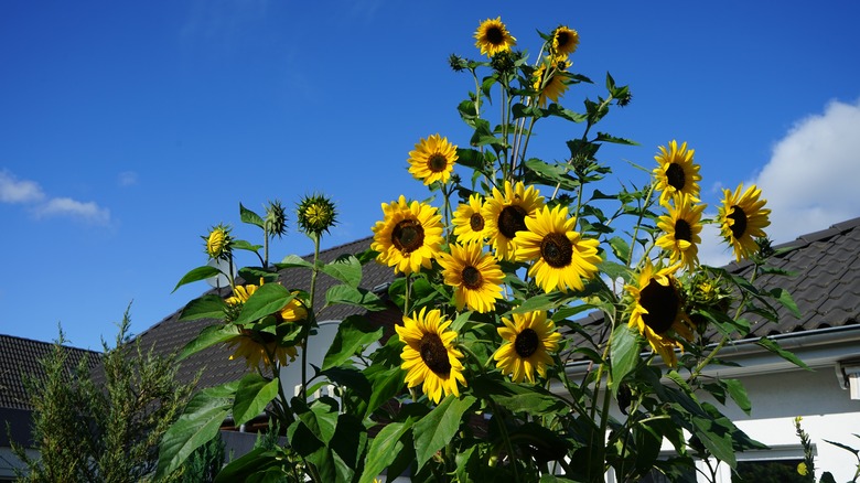 sunflowers and a blue sky