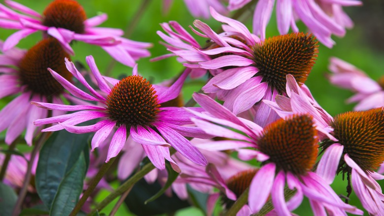 purple coneflowers blooming