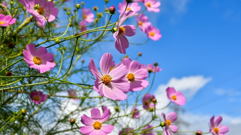 pink cosmo flowers