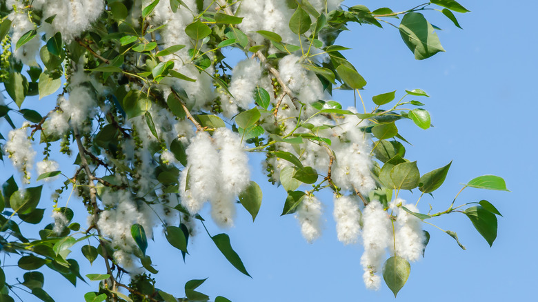 cottonwood tree against the sky