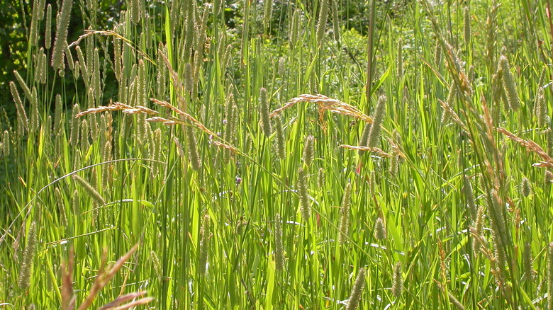 fescue grass growing