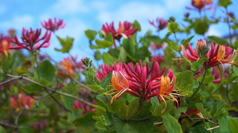 honeysuckle flowers blooming