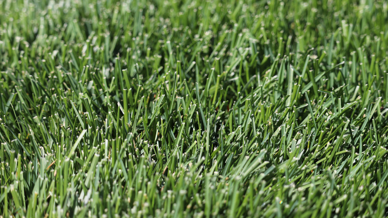 blades of kentucky bluegrass