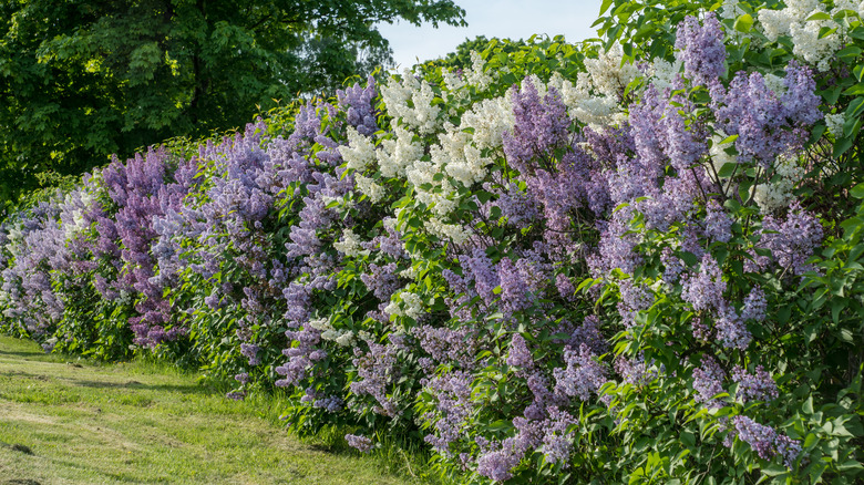 a hedge of lilac flowers