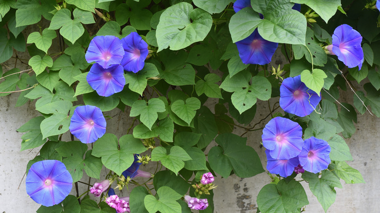 morning glory flowers