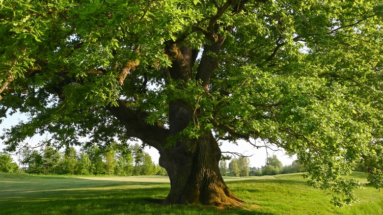 oak tree surrounded by grass