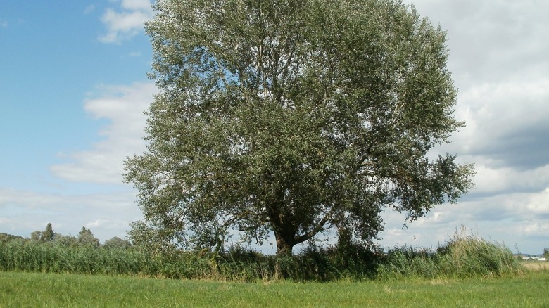 poplar tree surrounded by grass